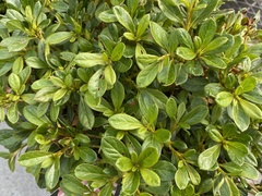 Rhododendron penthanthera