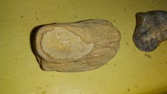 Lepidodendron