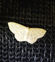 Scopula junctaria
