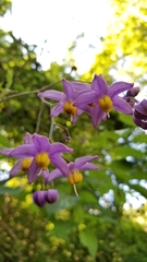 Solanum dulcamaroides