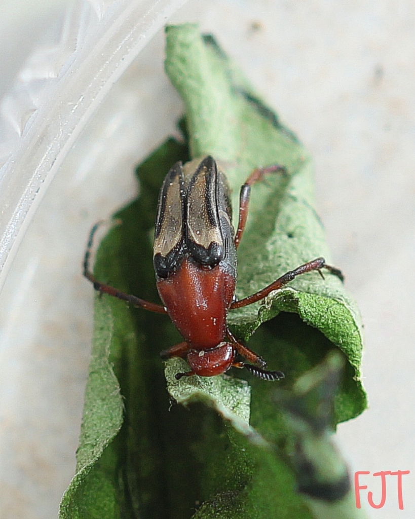 Macrosiagon excavata