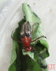 Macrosiagon excavata