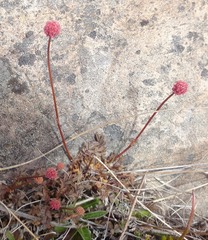 Acaena saccaticupula