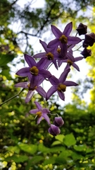 Solanum dulcamaroides
