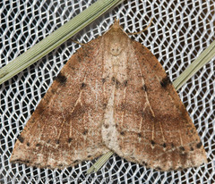 Thallophaga hyperborea