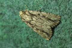 Dichagyris signifera