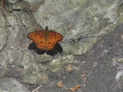 Dione glycera