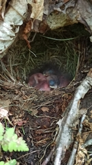 Junco hyemalis image