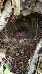 Junco hyemalis image