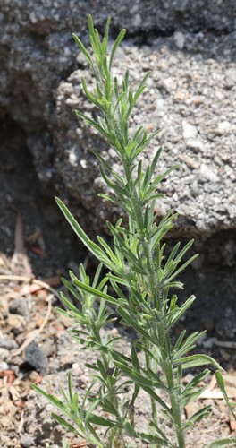 photo of Flax-leaved Horseweed (Erigeron bonariensis)