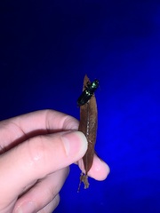 Temnoscheila virescens