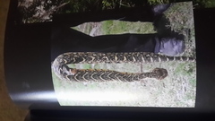 Bitis arietans arietans