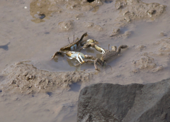 Macrophthalmus japonicus