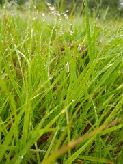 Agriphila straminella