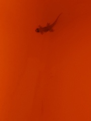 Gehyra mutilata