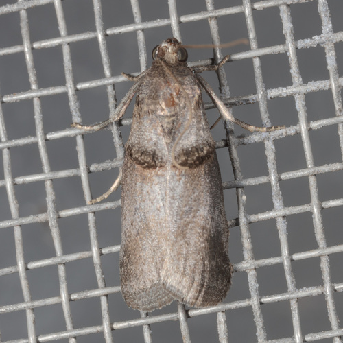 Hickory Shoot Borer Moth and Allies photo 4