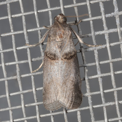Acrobasis texana