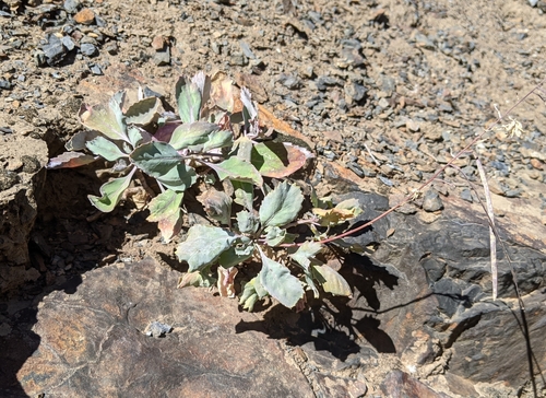 Tehipite Valley jewelflower (Streptanthus fenestratus)
