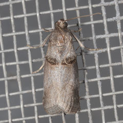 Acrobasis texana