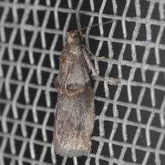 Acrobasis texana