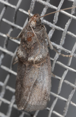 Acrobasis texana