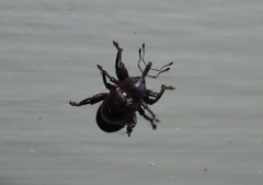 Chalcodermus aeneus