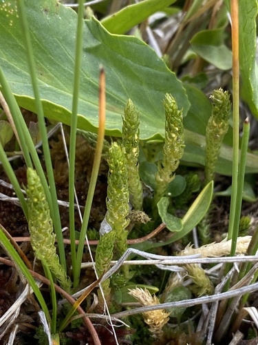 Selaginella selaginoides iNat (2)