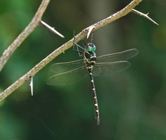 Macromia pacifica × taeniolata