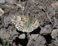 Muschampia lavatherae