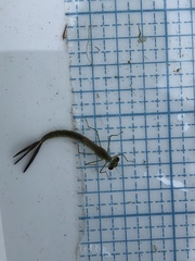 Coenagrion resolutum