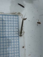 Coenagrion resolutum