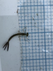 Coenagrion resolutum