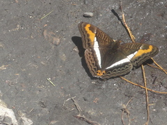 Adelpha corcyra