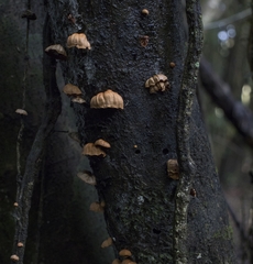 Anthracophyllum discolor