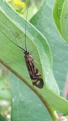 Macrostemum zebratum