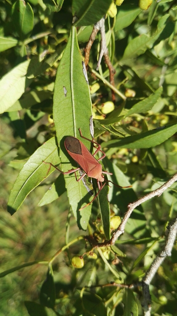 Anadasynus