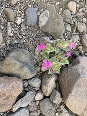 Diplacus cusickioides