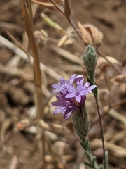 Lessingia leptoclada