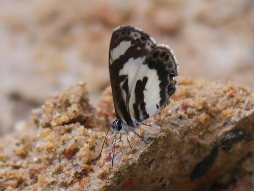 White-banded Babul Blue