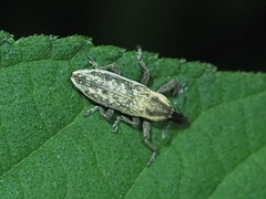 Lixus scrobicollis