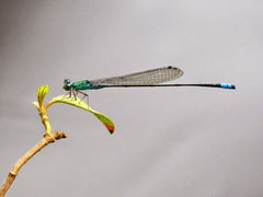 Pseudagrion glaucum
