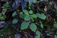 Fuchsia perscandens