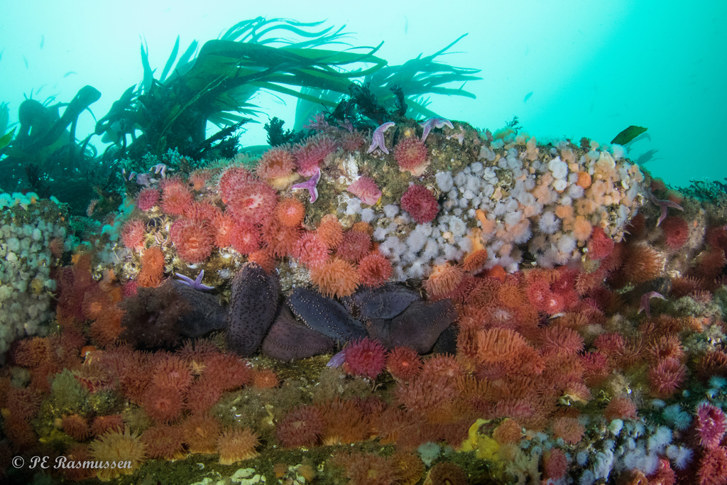 Photo of Orange-footed sea cucumber (Cucumaria frondosa)