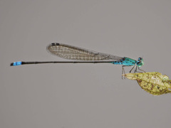 Pseudagrion glaucum