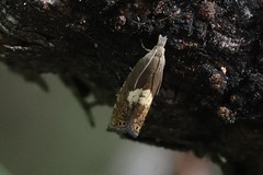 Dichrorampha simulana