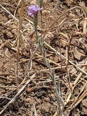 Lessingia leptoclada