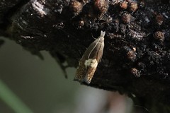 Dichrorampha simulana