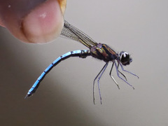 Chlorocypha aphrodite