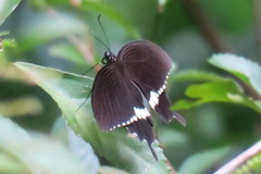 Papilio polytes romulus