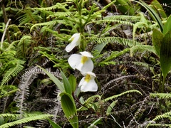 Orchidioides
